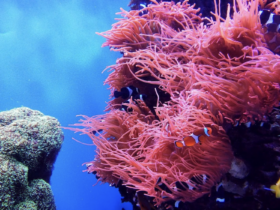 el arrecife de coral poco profundo