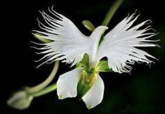 Orquídea garza blanca