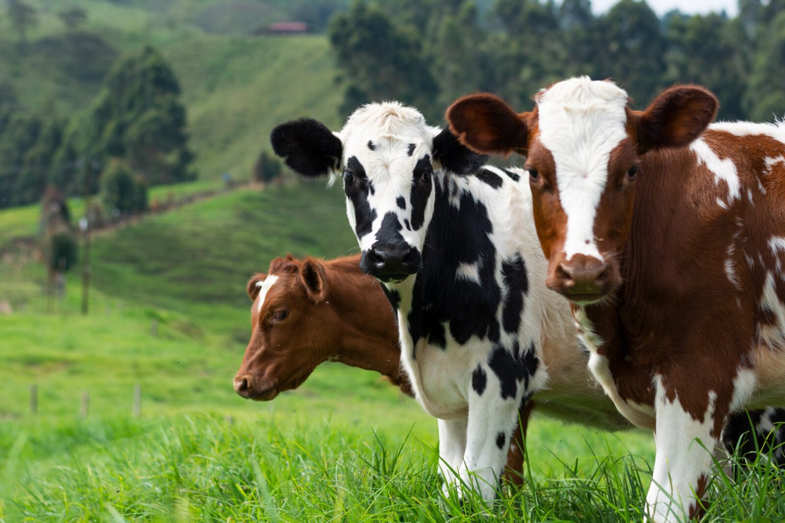 reducir gases vacas