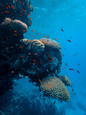 peces en coral