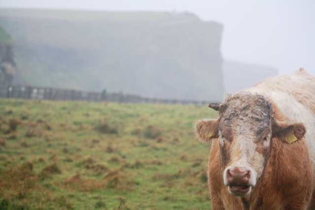 Vaca en Irlanda